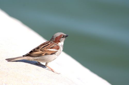 bird photo nature