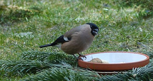 bird bullfinch pyrrhula