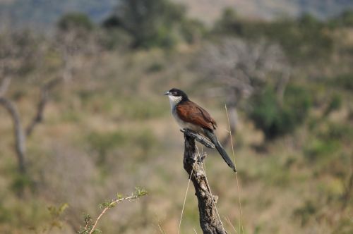 bird animal africa