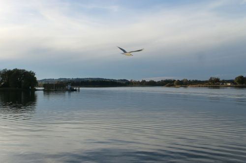 bird gull flying