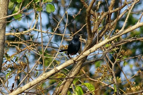 bird robin indian robin