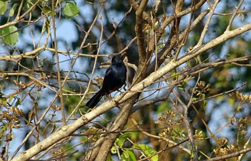 bird robin indian robin