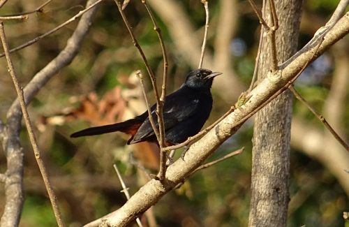 bird robin indian robin