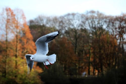 bird flying seagull