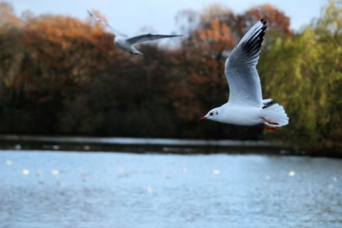 bird flying seagull