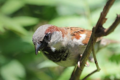 bird close sparrow