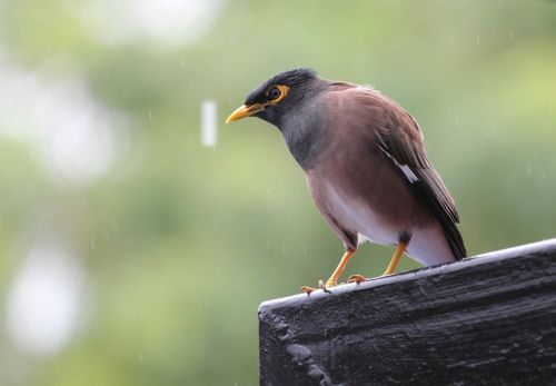 bird rain rest