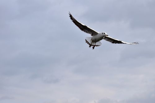 bird the seagull flying