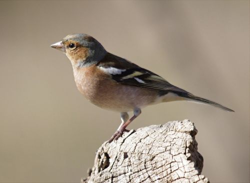 bird fauna tuscany