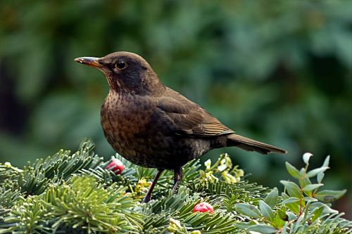 bird throttle turdus philomelos