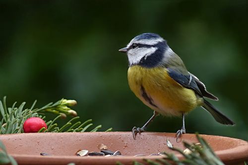 bird blue tit cyanistes caeruleus