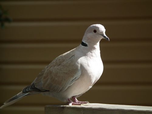 bird dove close up