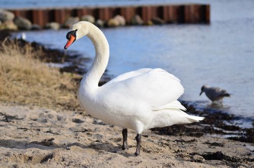 bird water swans