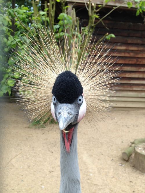 bird zoo animal