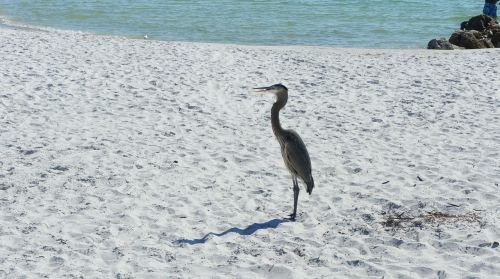 bird heron nature