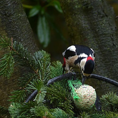 bird great spotted woodpecker dendrocopos major