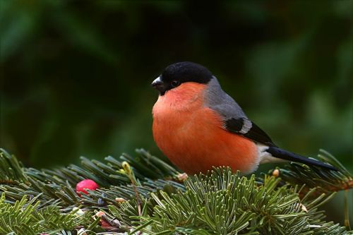 bird bullfinch males