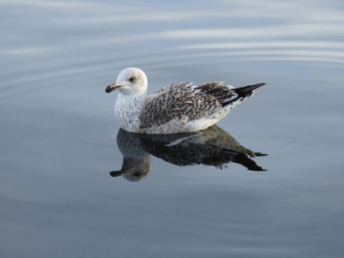 bird seagull marine life