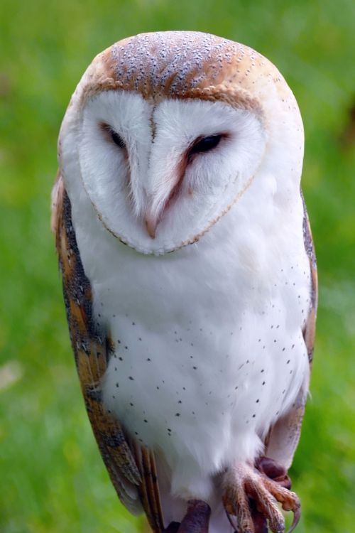 bird barn owl owl