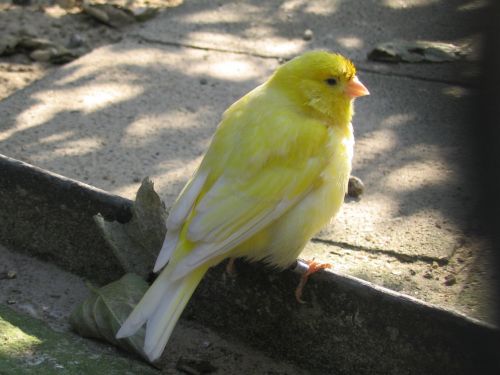 bird yellow park