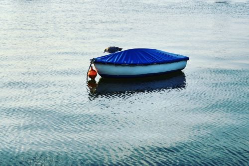 bird boat water