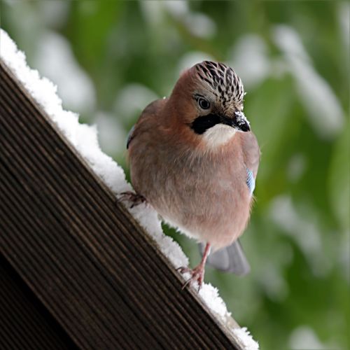 bird jay garrulus glandarius