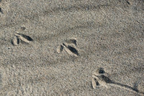 bird tracks in the sand beach