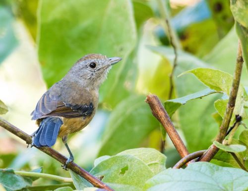 bird nature tropical birds