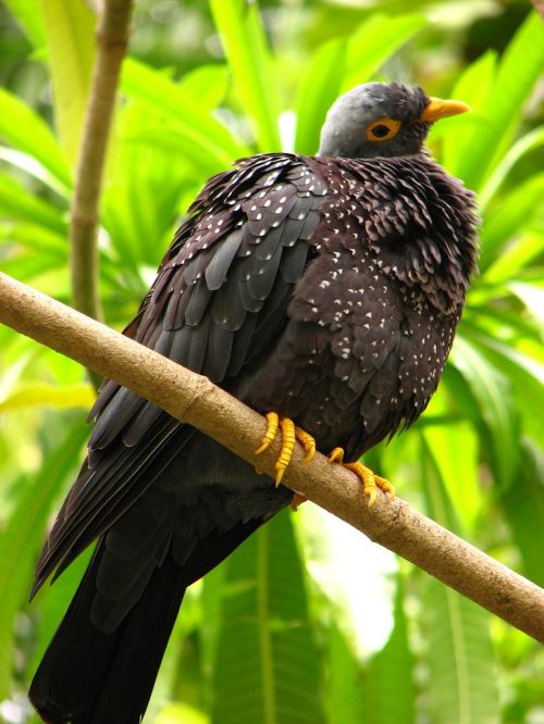 bird zoo nature