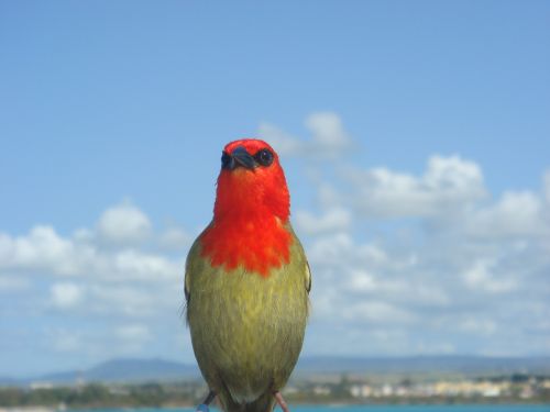 bird mauritius nature