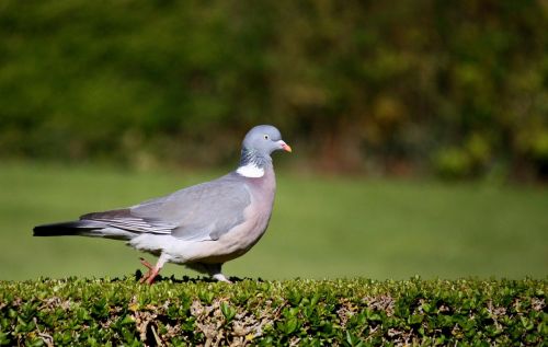bird pigeon wildlife