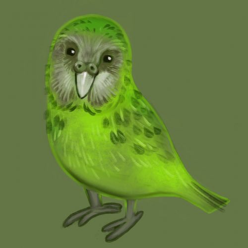 bird kakapo parrot