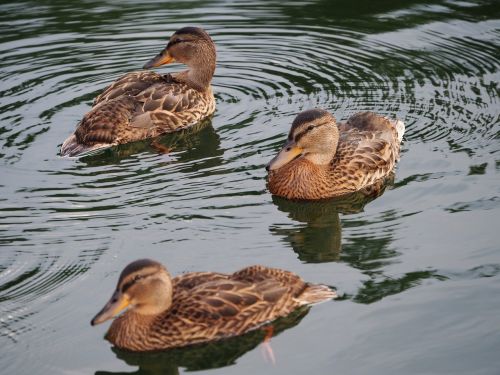 bird and water