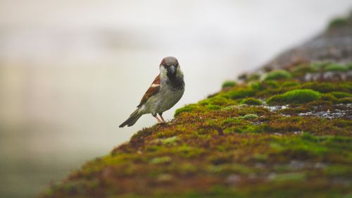 bird nature songbird