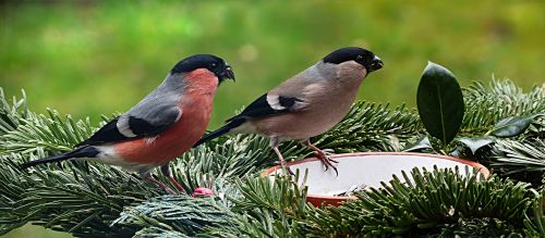 bird bullfinch couple