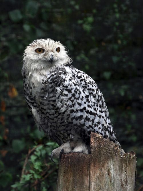 bird pharaoh eagle owl owls