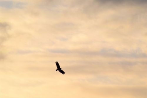 bird silhouette golden sky