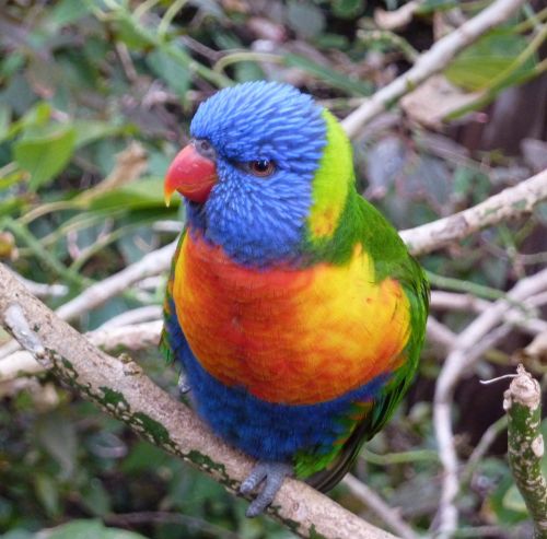 bird colorful parrot