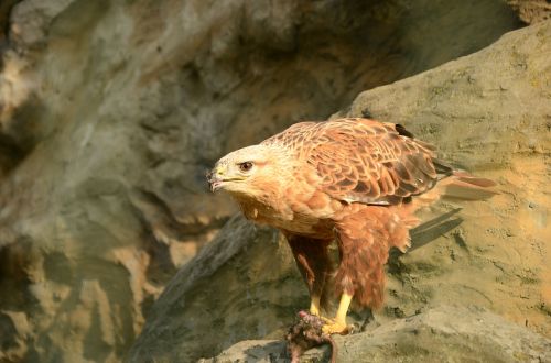 bird golden eagle extraction