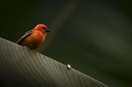 bird leaf green