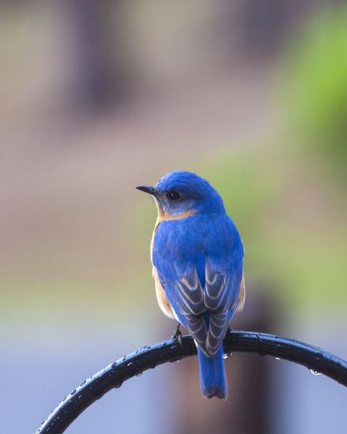 bird bluebird bluebird on perch