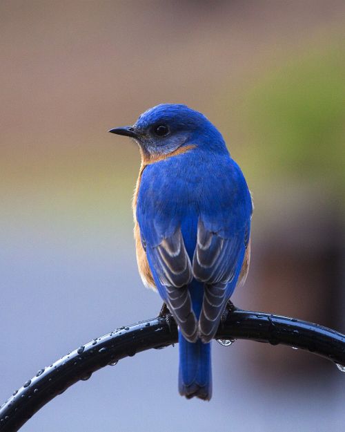 bird bluebird perching bluebird