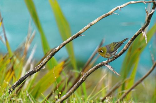 bird nature wildlife