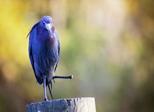 bird missing foot