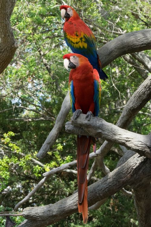 bird parrot red