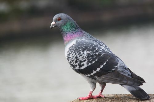 bird pigeon beautiful