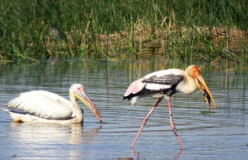 bird pelican painted stork