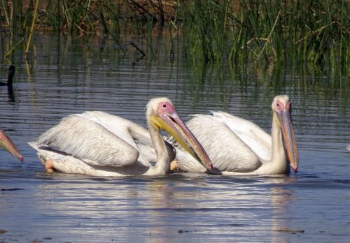 bird pelican water