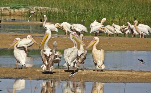 bird pelican ornithology