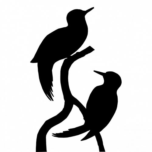 bird birds woodpecker